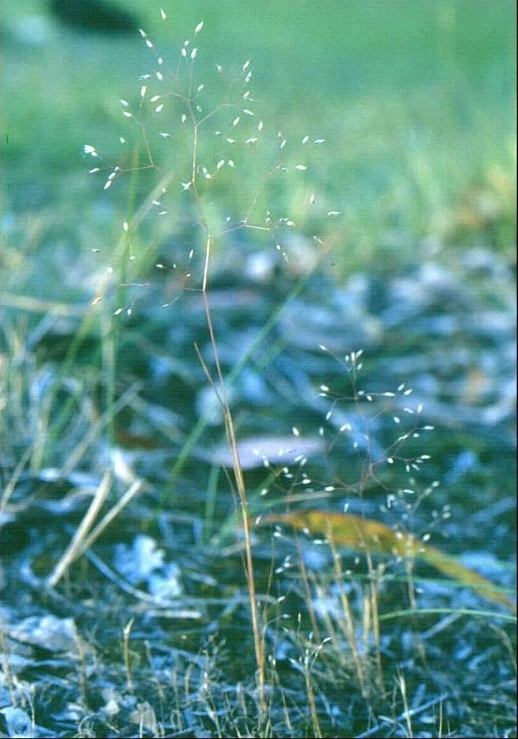 Annual Silver Hairgrass, Elegant Hair-grass
