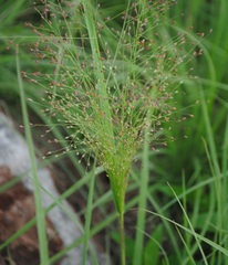 Berg's panicgrass