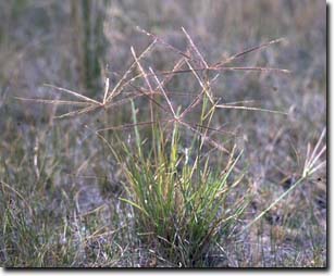 Australian Fingergrass, Windmill Grass, Stargrass