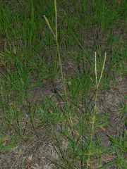 Comb's crowngrass