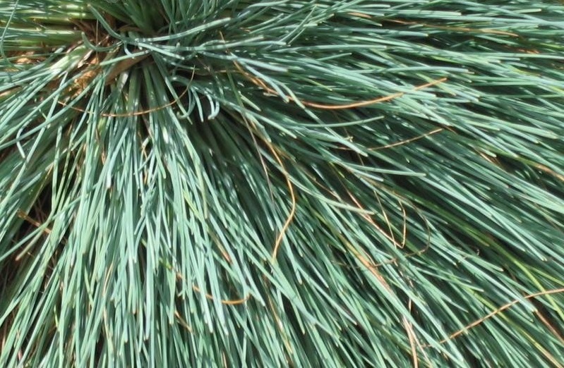 Gray Clubawn Grass Spiky Blue