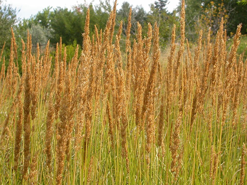 Slim-stemmed Reed Grass