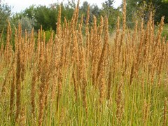 Slim-stemmed Reed Grass