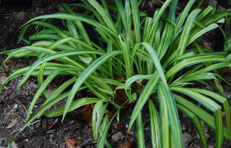 Creeping Broad-leafed Sedge Banana Boat