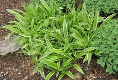 Variegated Birdsfoot Sedge 'Variegata'
