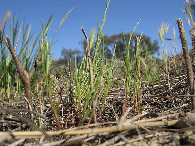 Curved sicklegrass