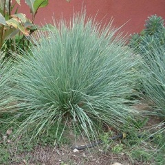 Festuca, Rainbow Fescue, Tufted Fescue 'Superba'