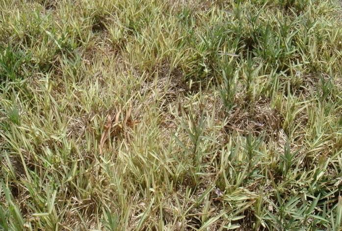 Creeping Velvet Grass Albovariegatus