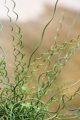 Juncus, Corkscrew Rush 'Squiggly Wiggly'
