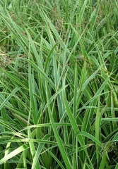 Variegated Greater Wood Rush 'Marginata'