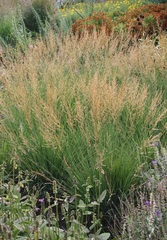 Moor Grass 'Moorflamme'