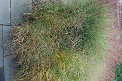 Switch Grass, Wand Panic Grass 'Haense Herms'