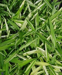 Pleioblastus Species, Japanese Bamboo, Whitestripe Bamboo