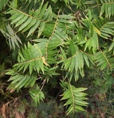 Pleioblastus Species, Dwarf Fern-Leaf Bamboo