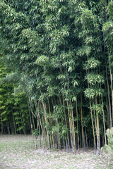 Semiarundinaria, Narihira Bamboo, Temple Bamboo 'Viridis'