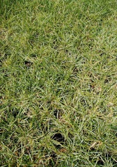 Blue Moor Grass