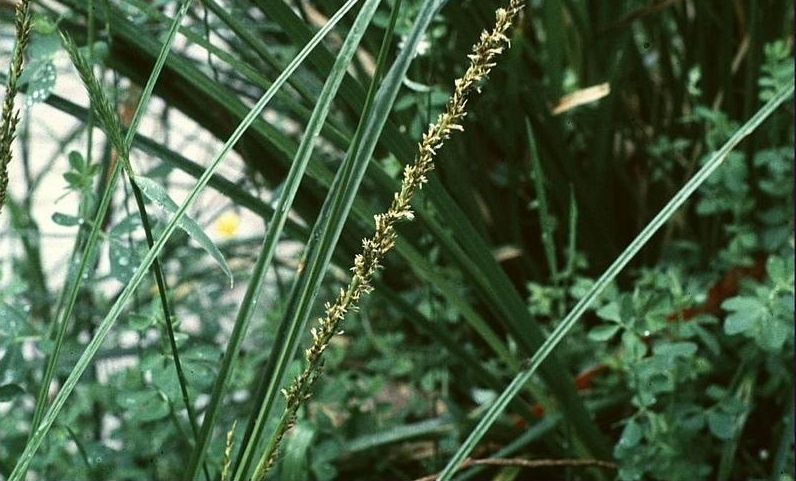 Tall Sedge