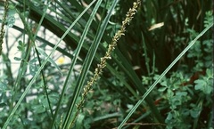 Tall Sedge