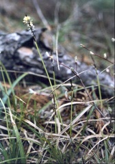 North-western Sedge
