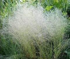Bentgrass, Cloud Grass