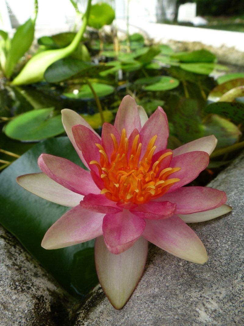 Changeable Hardy Water Lily, Waterlily Indiana