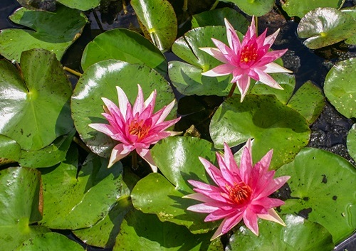 Hardy Water Lily, Waterlily Red Spider