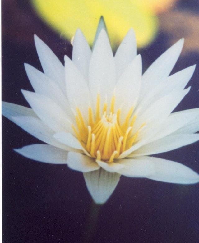 Tropical Day-Blooming Water Lily, Waterlily Alice Tricker