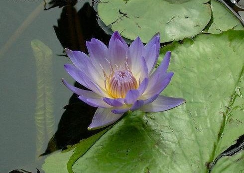 Tropical Day-Blooming Water Lily, Waterlily Anne Emmet