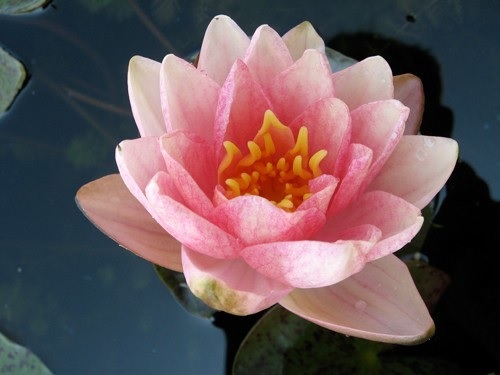 Hardy Water Lily, Waterlily Berit Strawn