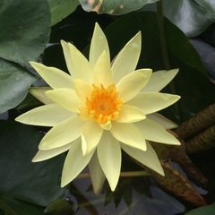 Hardy Water Lily, Waterlily 'Betsy Sakata'