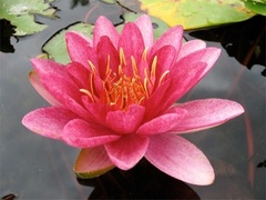 Hardy Water Lily, Waterlily 'Burgundy Princess'
