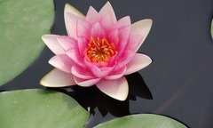 Hardy Water Lily, Waterlily 'Charles de Meurville'