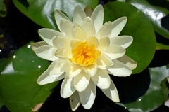 Hardy Water Lily, Waterlily 'Denver'