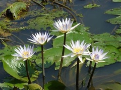 Hardy Water Lily, Waterlily 'Diana'