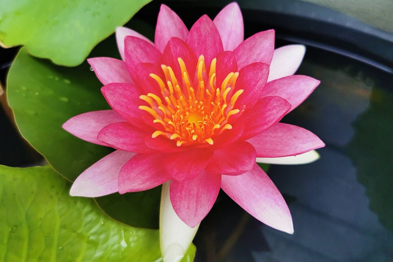 Hardy Water Lily, Waterlily Ellisiana