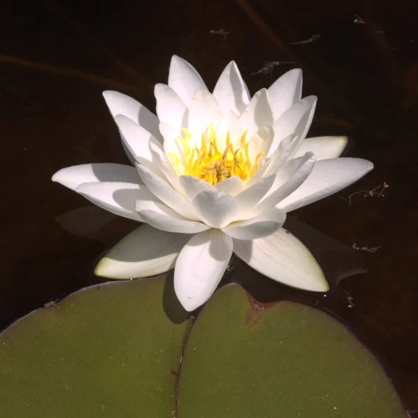 Hardy Water Lily, Waterlily Gladstone