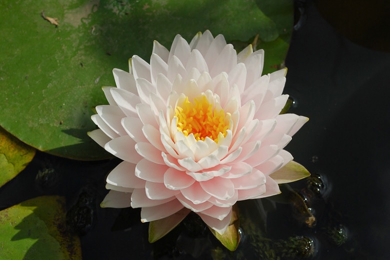 Hardy Water Lily, Waterlily Gloire de Temple-sur-lot