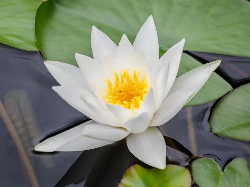 Hardy Water Lily, Waterlily Hermine