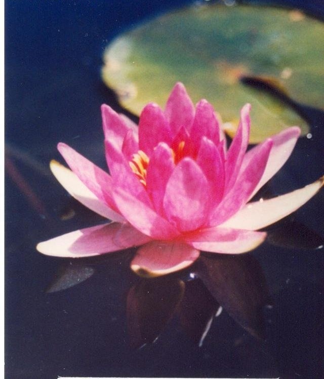 Hardy Water Lily, Waterlily Laydekeri Fulgens