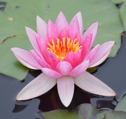 Hardy Water Lily, Waterlily Laydekeri Liliacea
