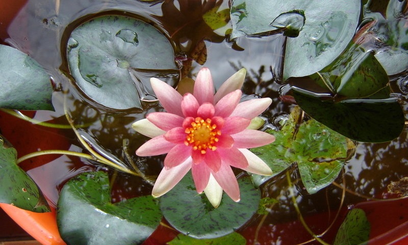 Hardy Water Lily, Waterlily Little Sue