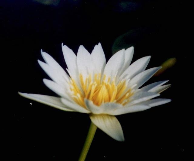 Tropical Water Lily, Waterlily Marian Strawn