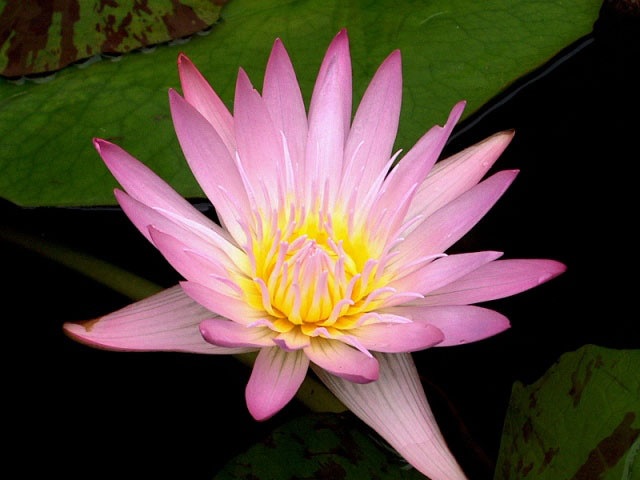 Tropical Water Lily, Waterlily Madame Ganna Walska