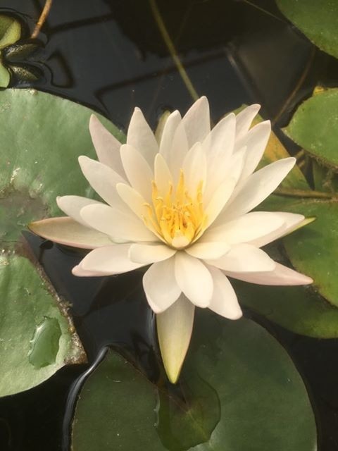 Hardy Water Lily, Waterlily Mrs C.W. Thomas