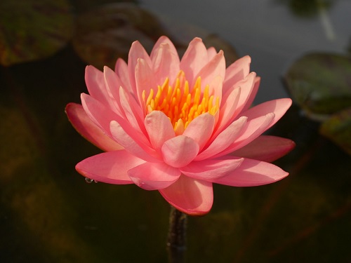 Hardy Water Lily, Waterlily Perrys Orange Sunset