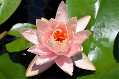 Hardy Water Lily, Waterlily 'Patio Joe'