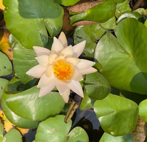 Hardy Water Lily, Waterlily Peace
