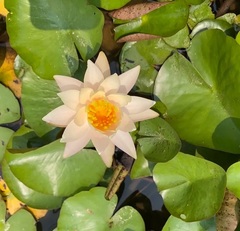 Hardy Water Lily, Waterlily 'Peace'