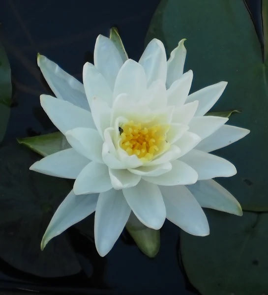 Nymphaea, Hardy Water Lily, Waterlily Perrys Double White