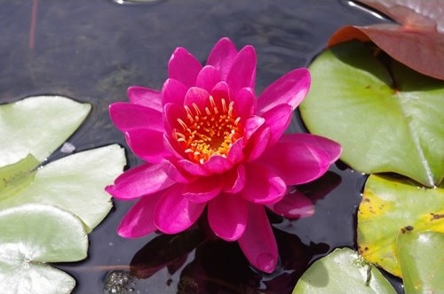 Hardy Water Lily, Waterlily Perrys Wildfire